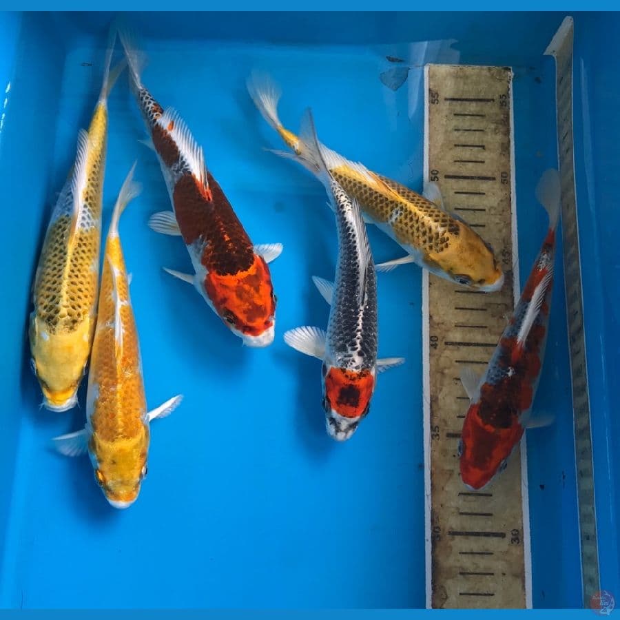 paket kujaku 18-22cm