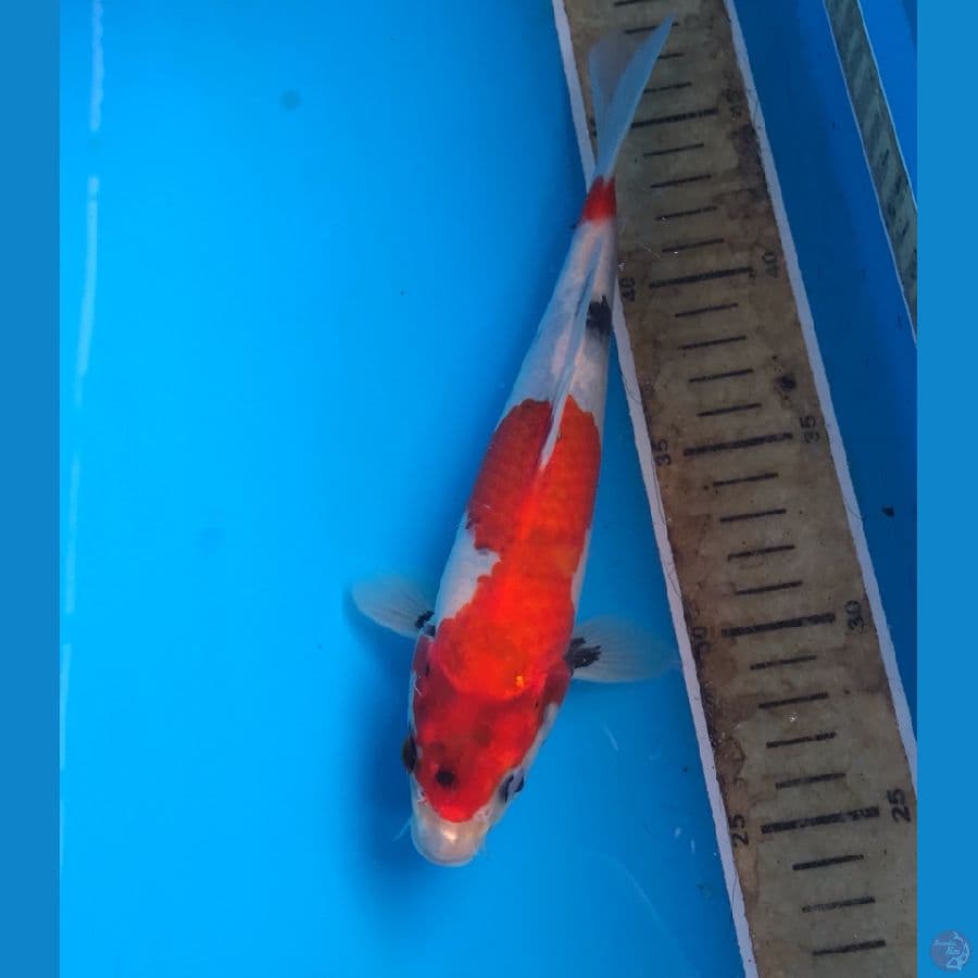 showa 23cm