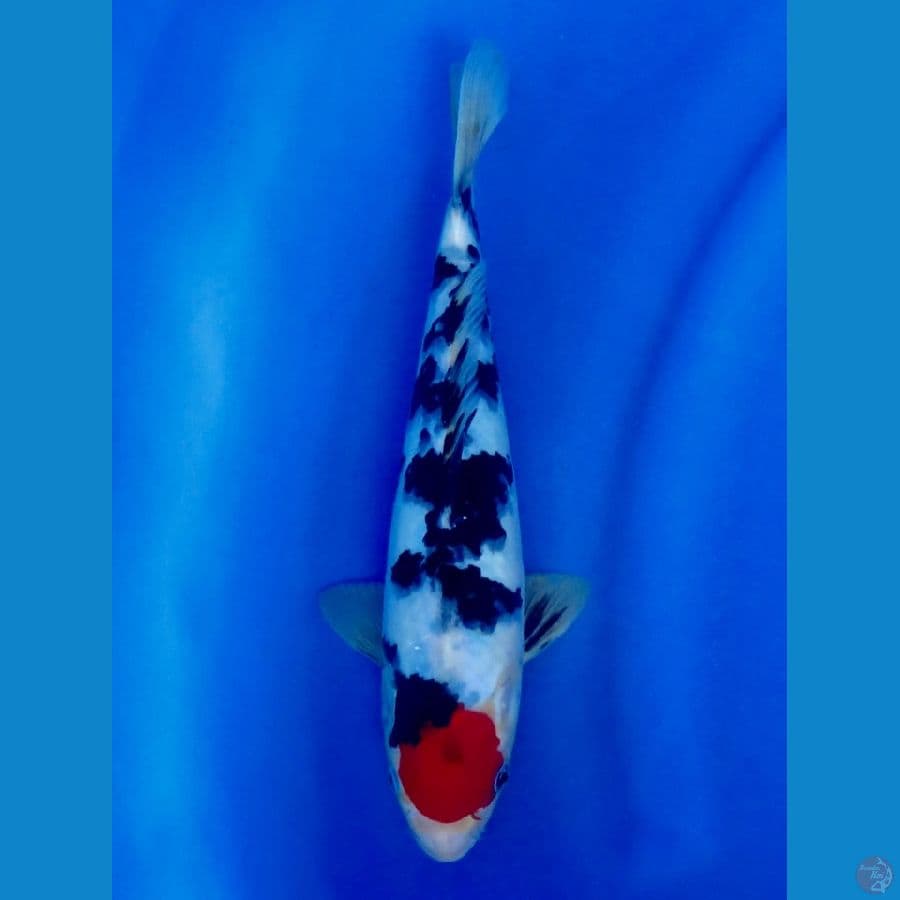 tancho sanke 29cm