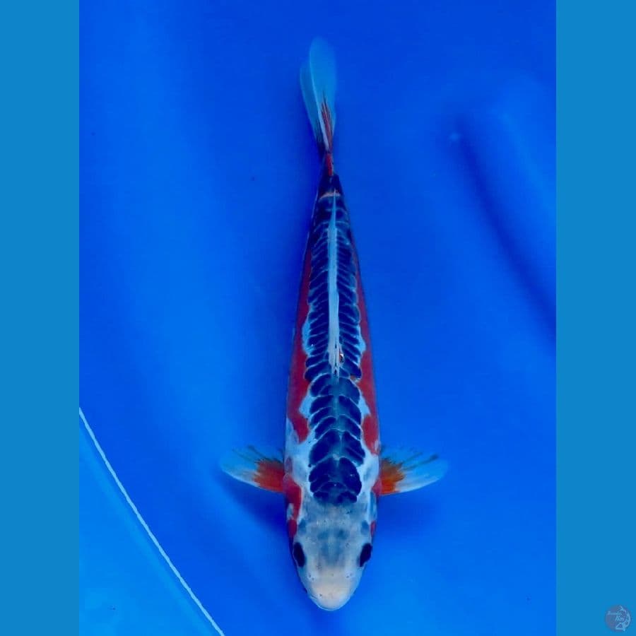 Hanashusui 30 cm