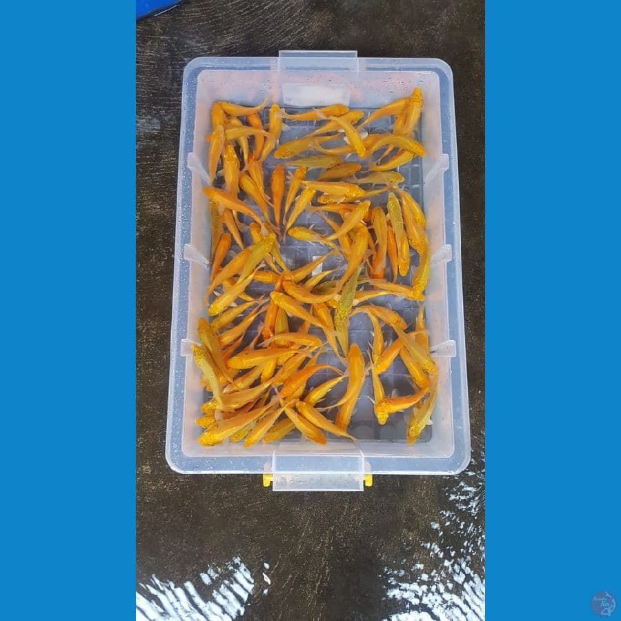 Bibitan grad A 10-12cm karasi vs karamel 100ekor sangat layak di besar kan