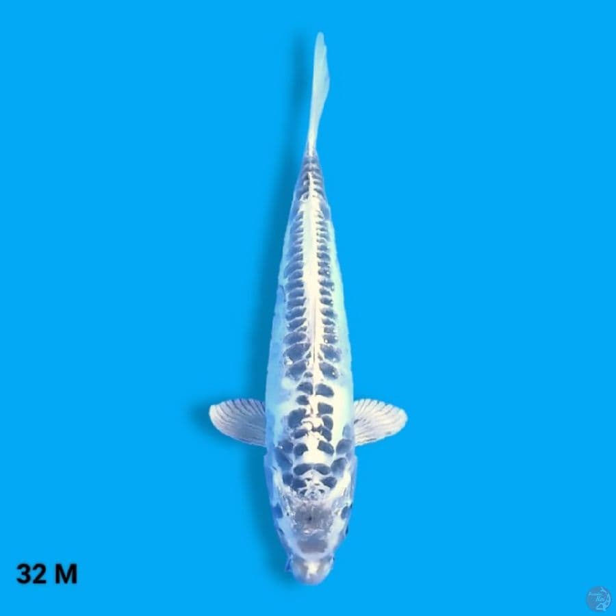 Kikokuryu 32 Male
