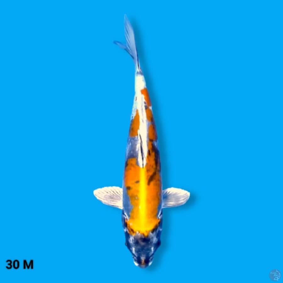 Kikokuryu 30 Male
