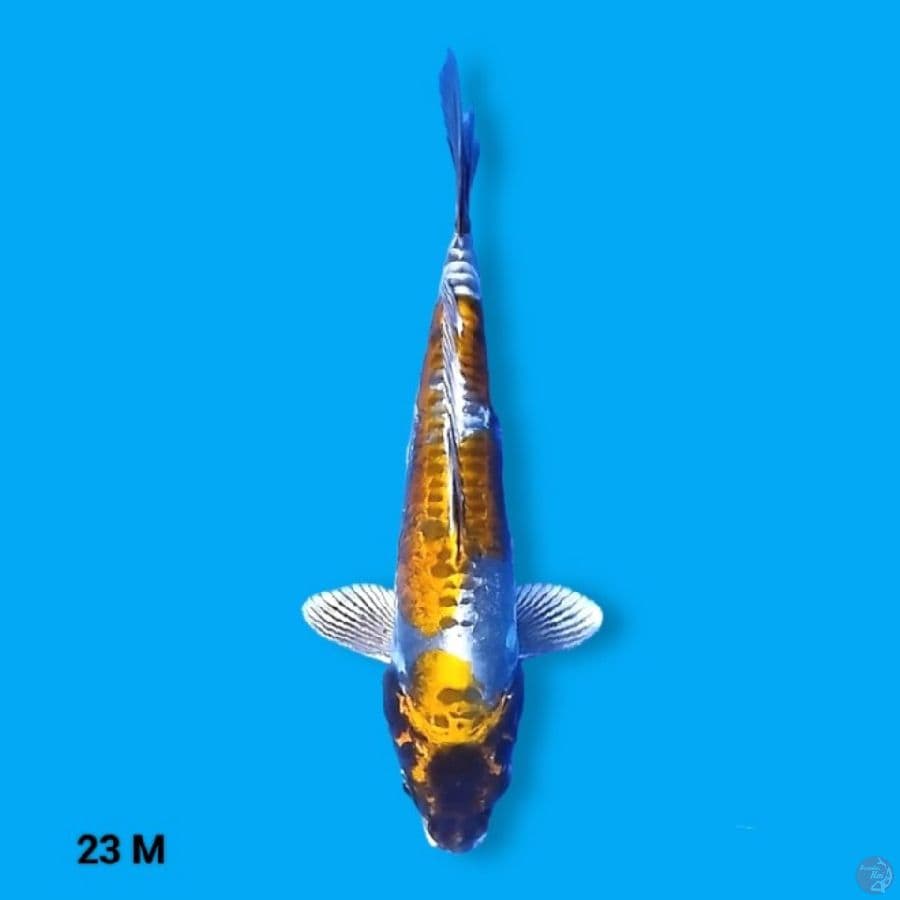 Kikokuryu 23 Male