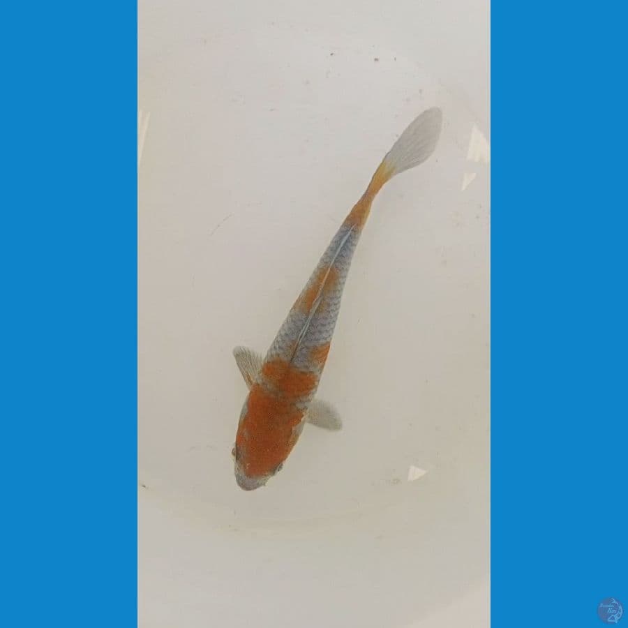 munion uchiba 15 cm