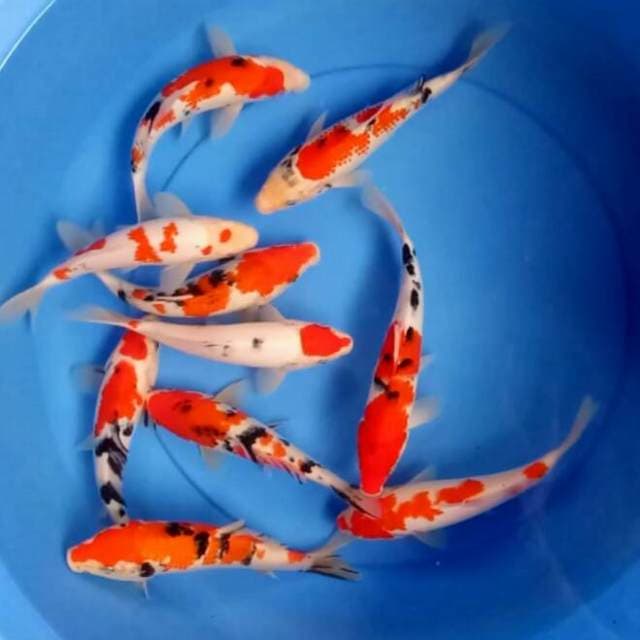 MIX 10 EKOR KOHAKU SANKE