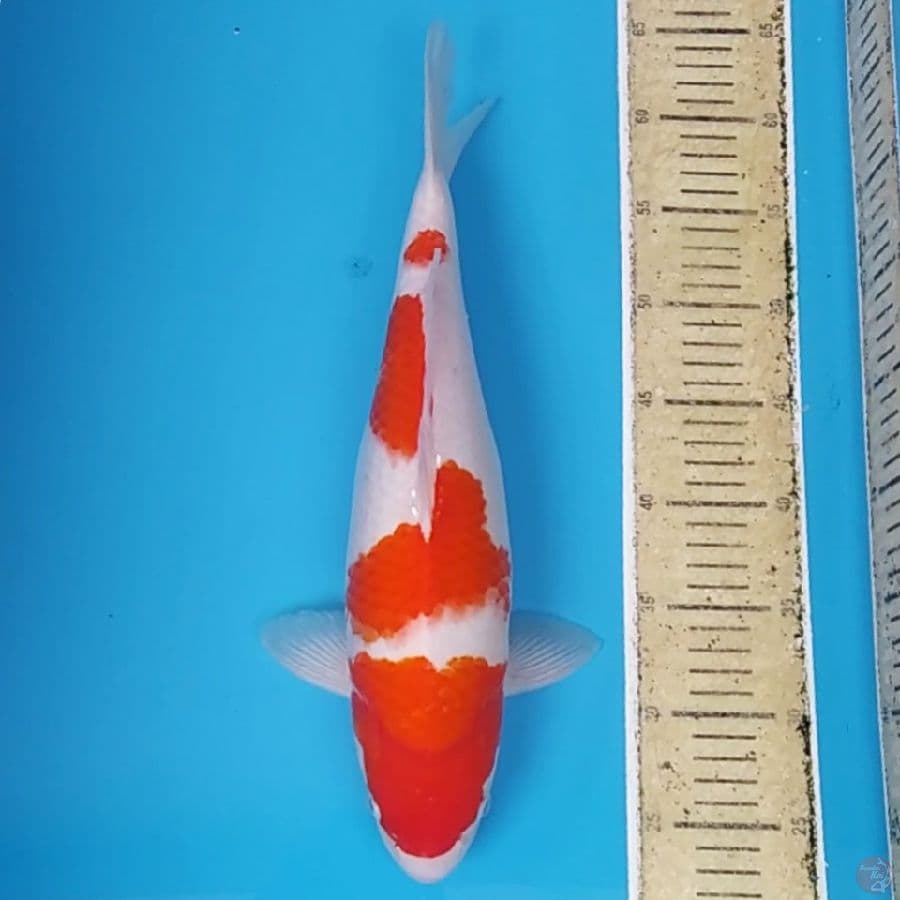 Kohaku Cakep ~40 F
