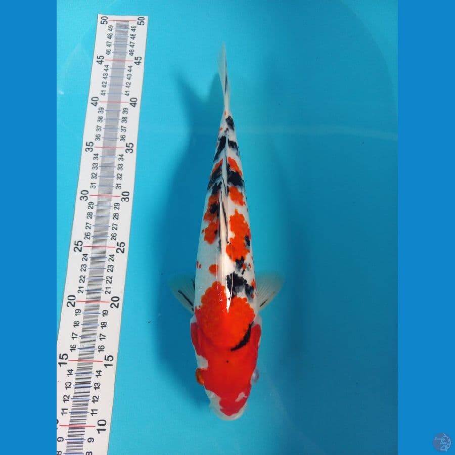 SANKE//ML/32 CM