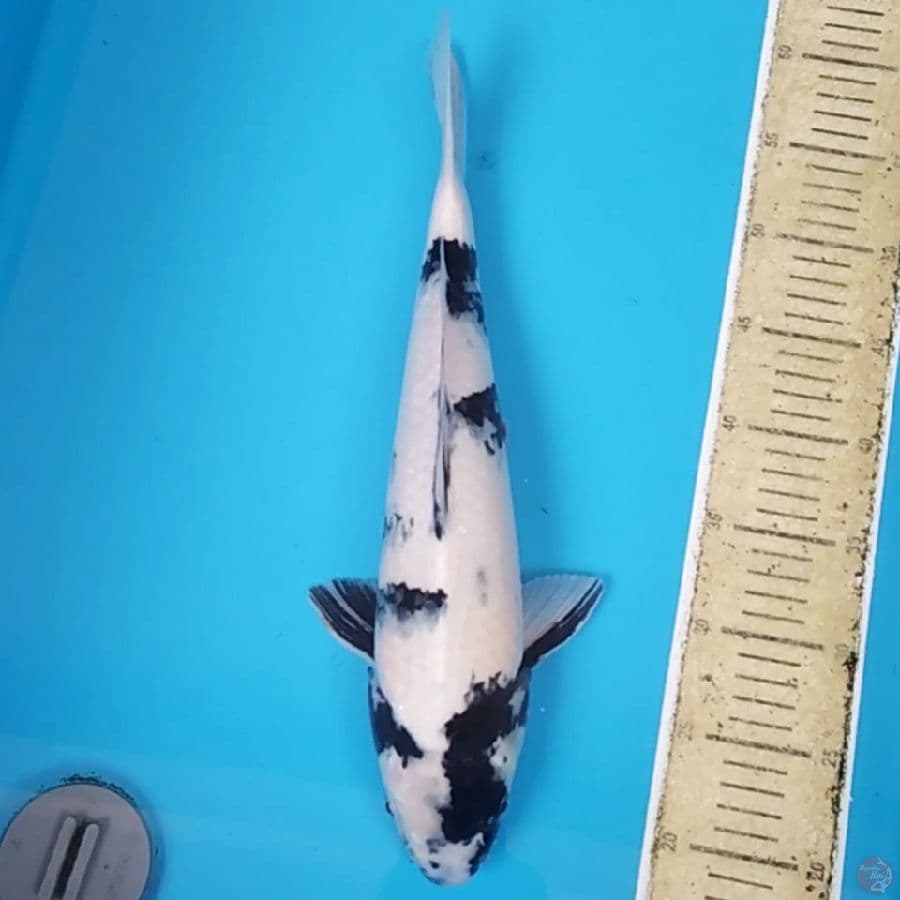 Shiro Utsuri ~41 F