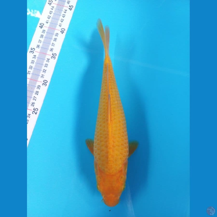KARASHI MUNUKK//FM/29CM