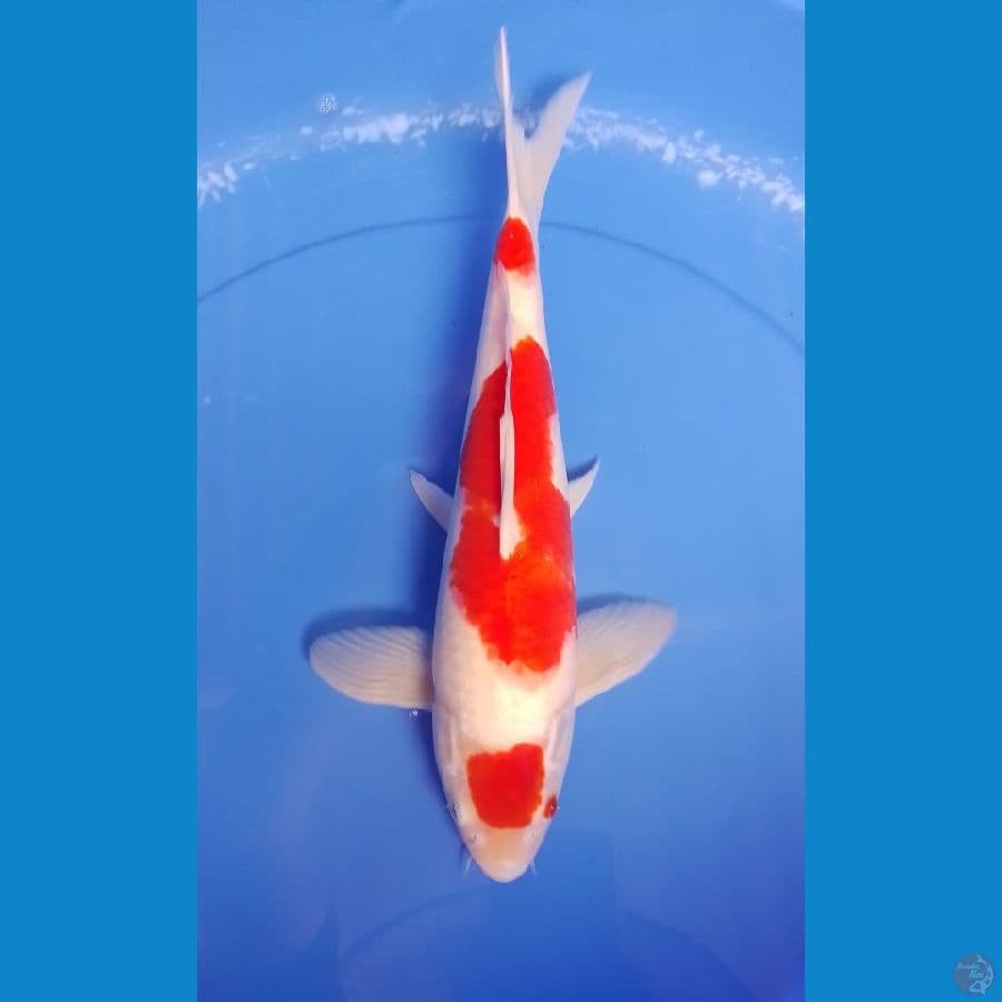 kohaku M 35