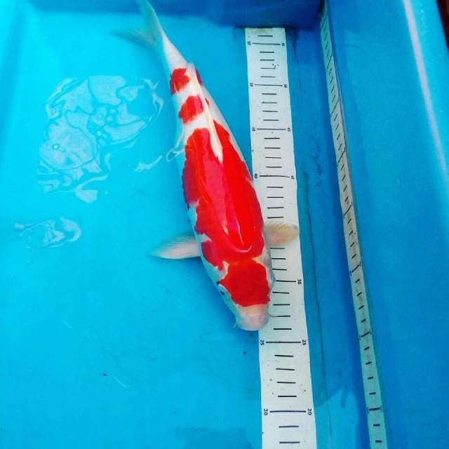 Kohaku 3 step
