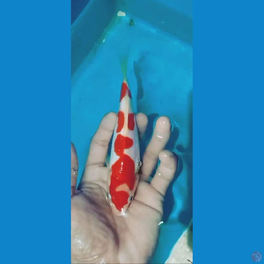 kohaku doitsu