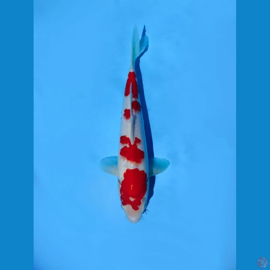 kohaku 29 cm