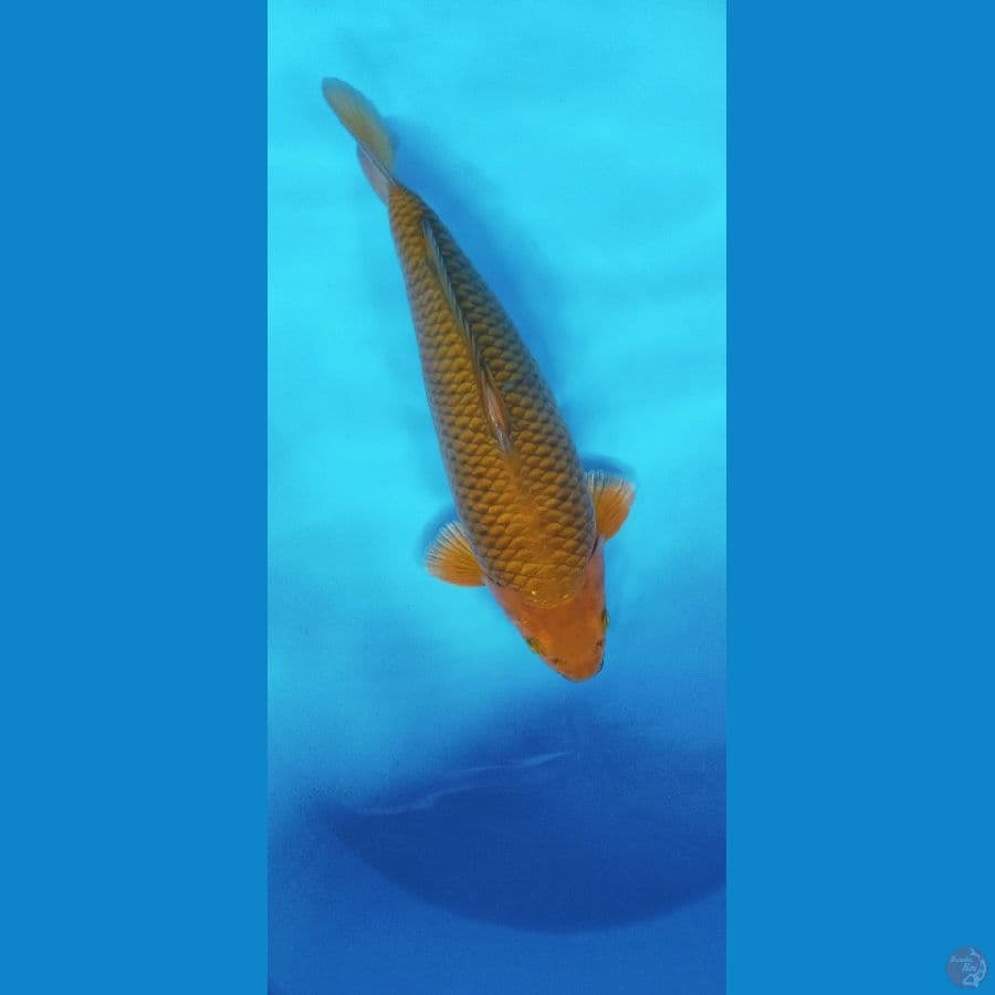 CHAGOI TEMBAGA 33CM MALE