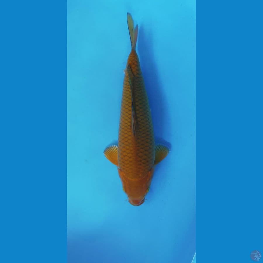 CHAGOI TEMBAGA 32CM MALE