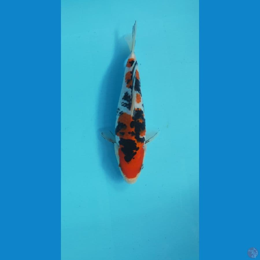 SANKE 24cm MALE