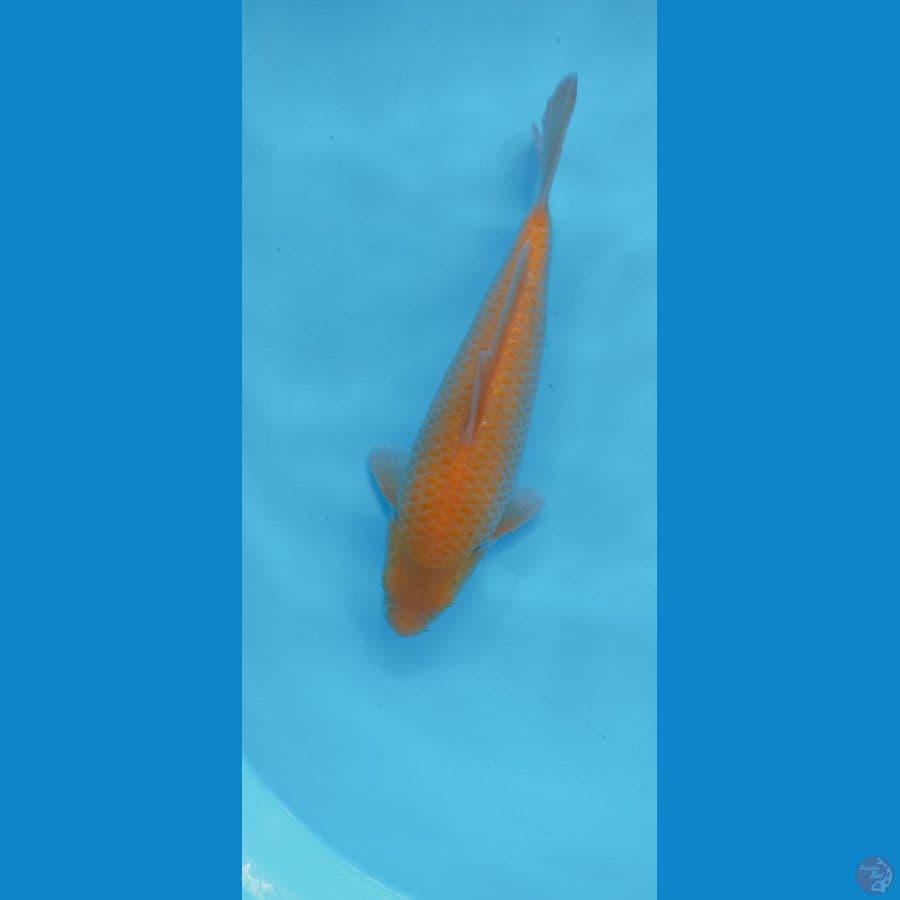 KARASI CORN 30CM MALE
