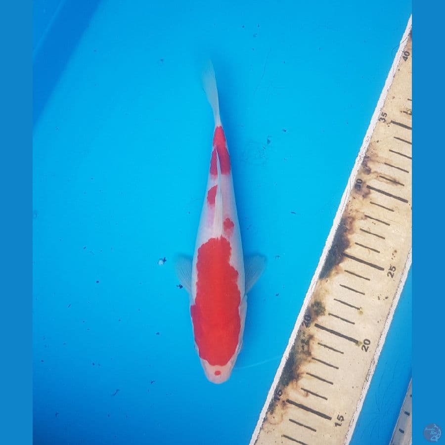 kohaku 21cm