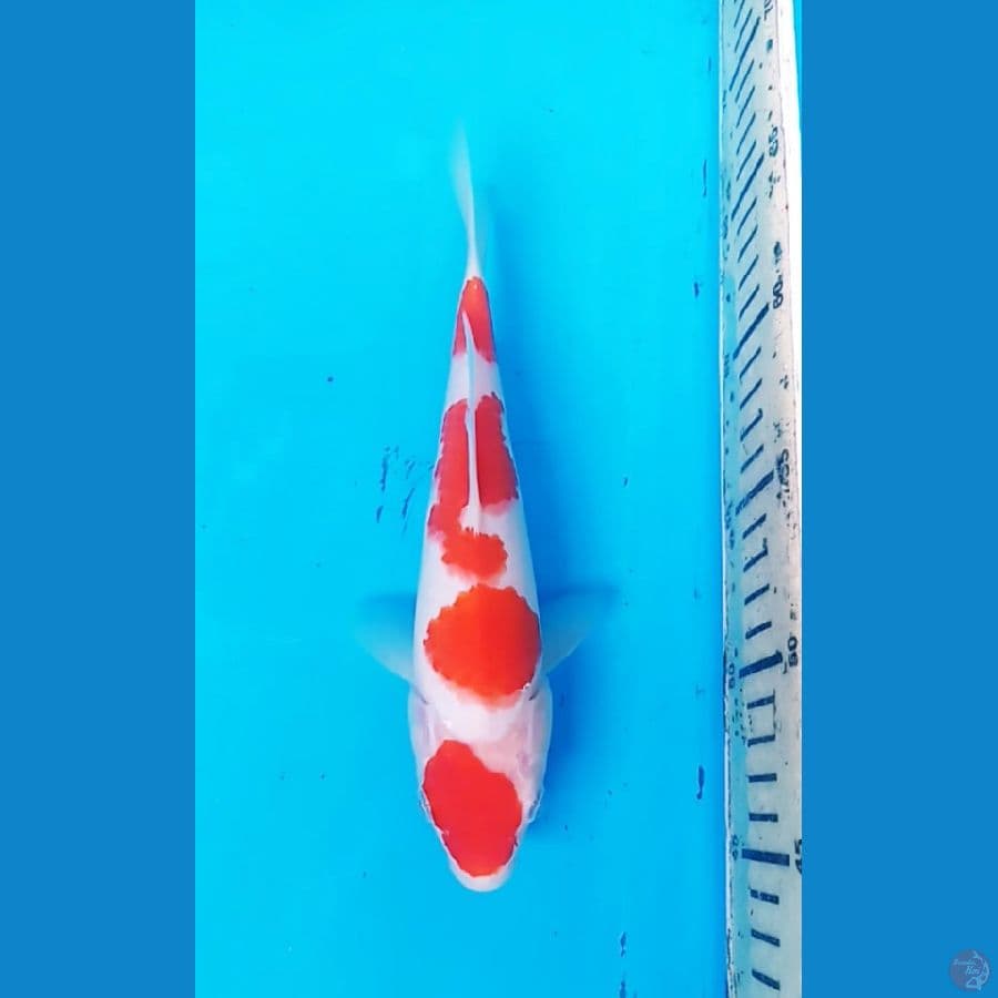 BABY KUHAKU 23 CM / F