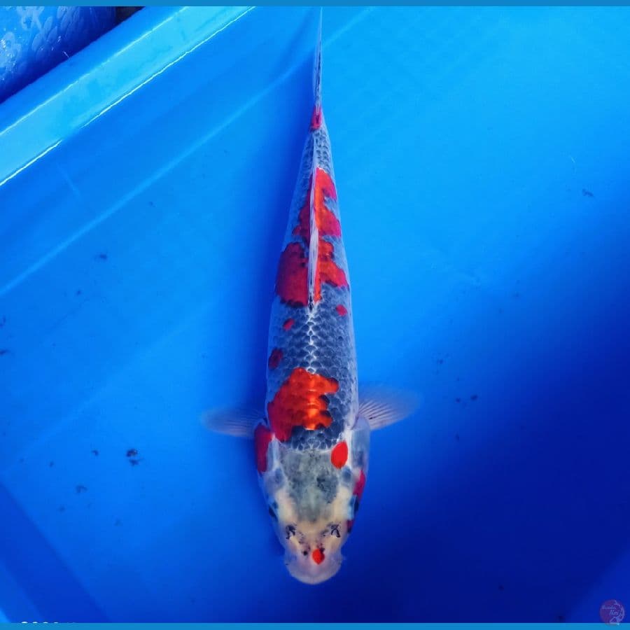 40bu ghosiki merah