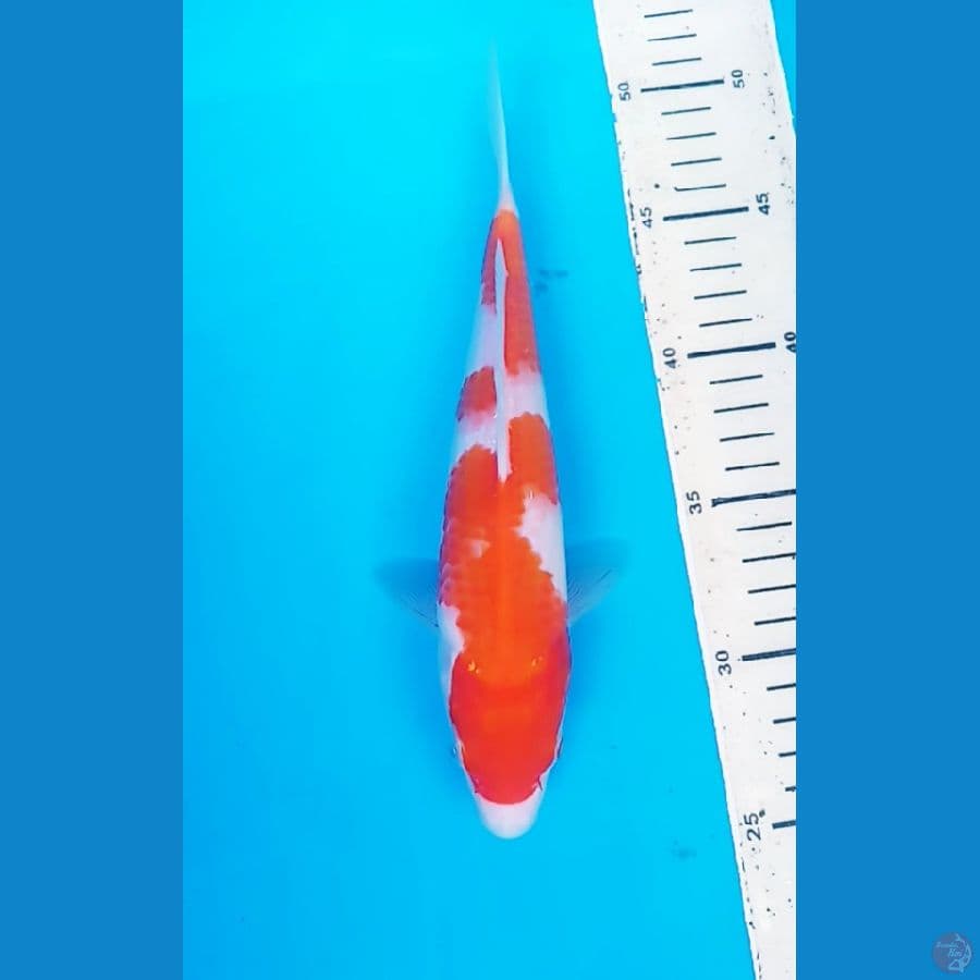 KUHAKU 25 CM / F