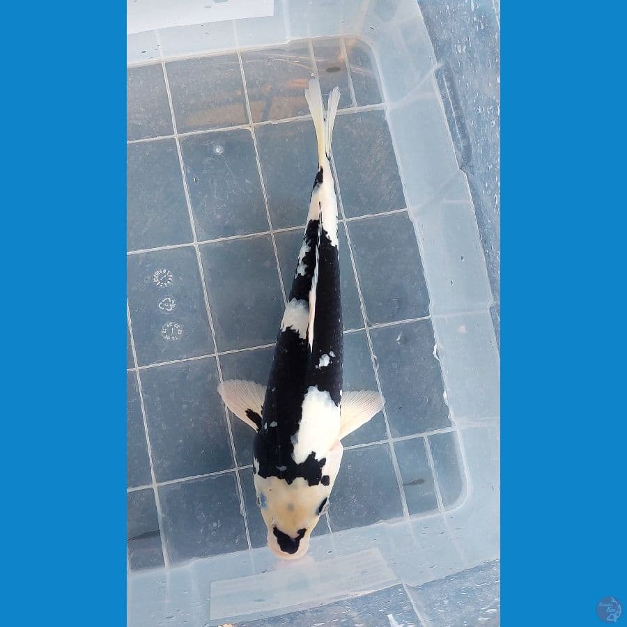 shiro 40cm FM sumi pekat