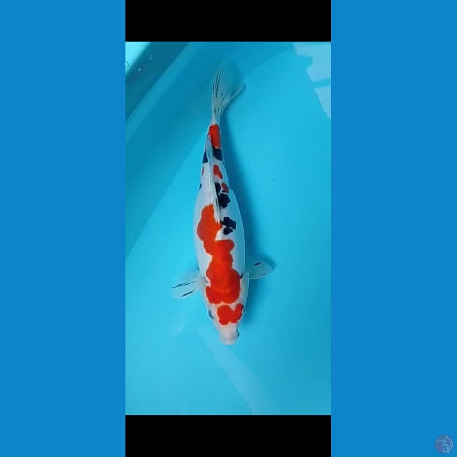 sanke istimwa f male. 30cm