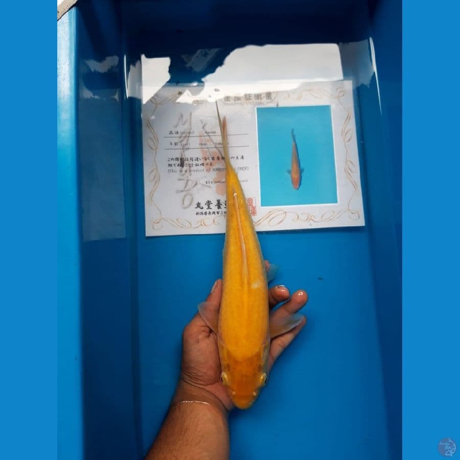 Marudo Karashi mata merah 33cm import serti