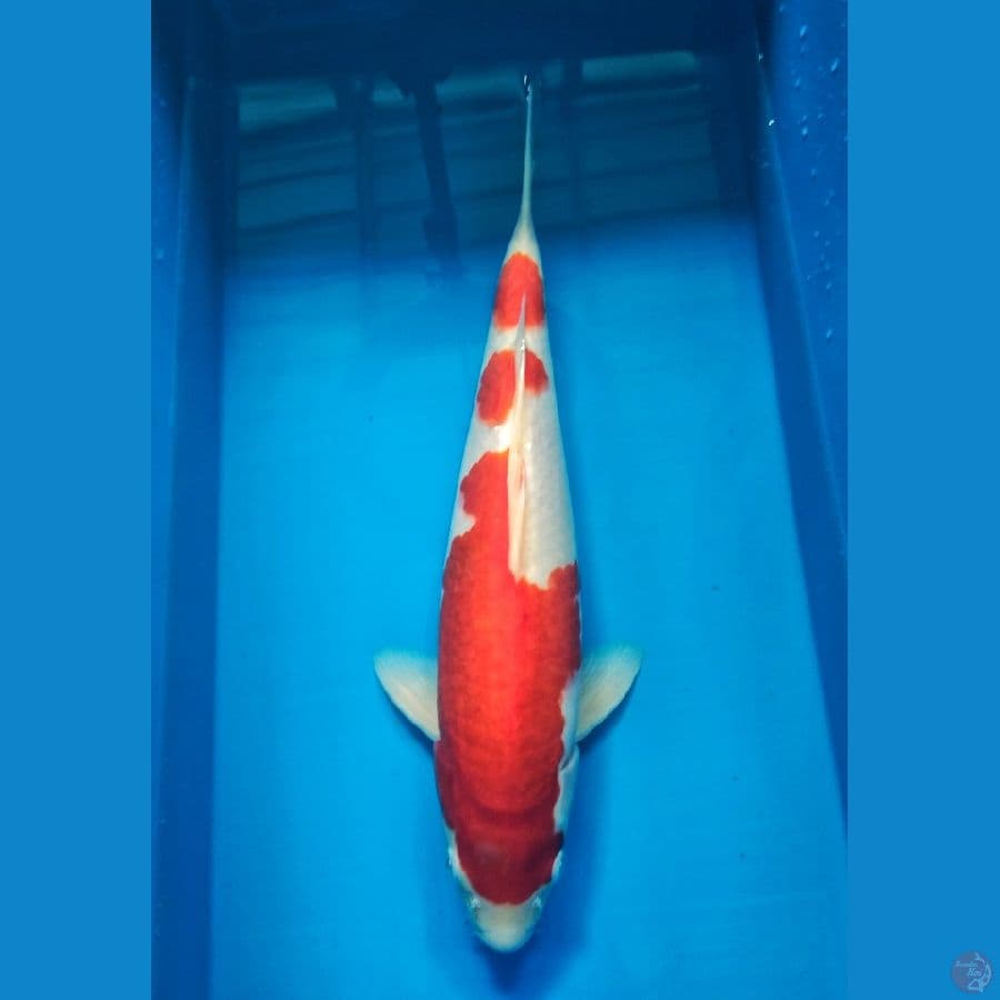 kohaku HQ 35cm Male