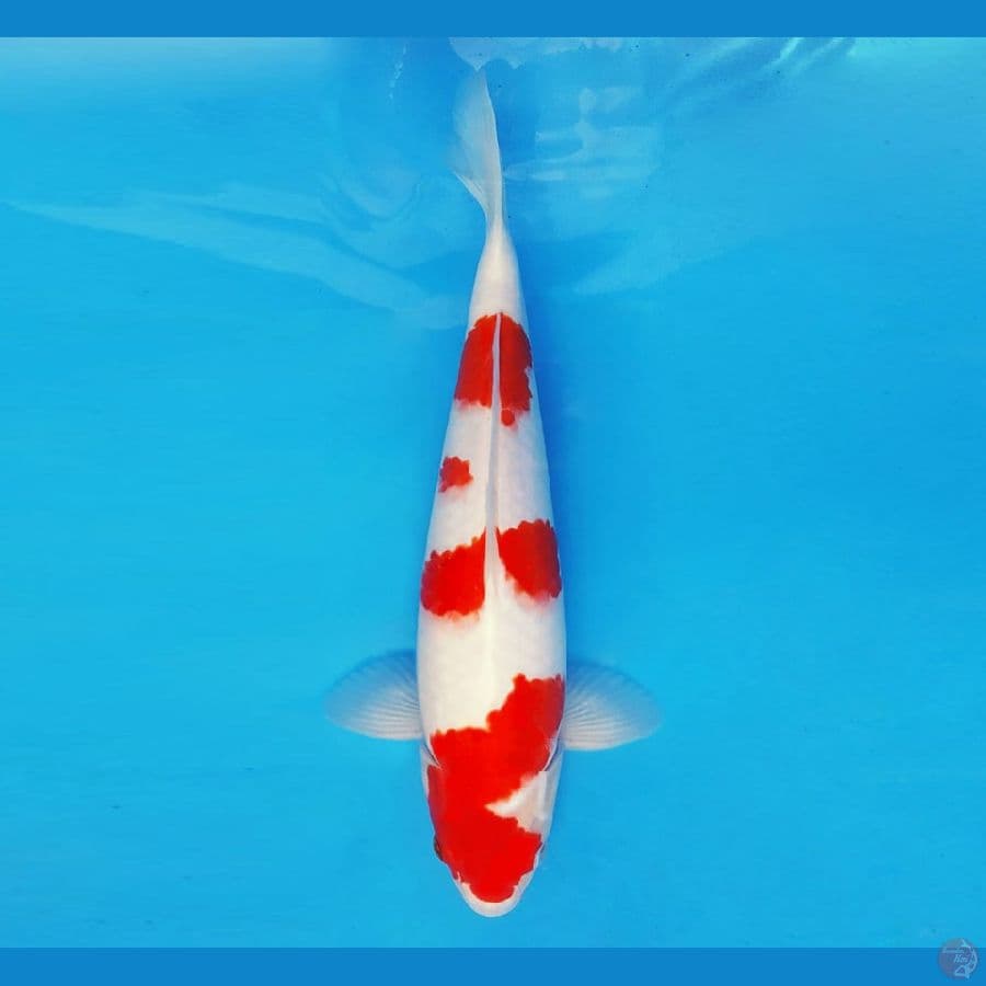 SATAN 7 ~ Kohaku 35 cm/male ™