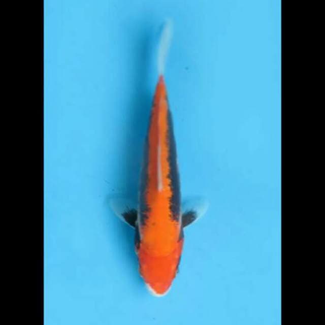 22cm Male - Beni Kumonryu