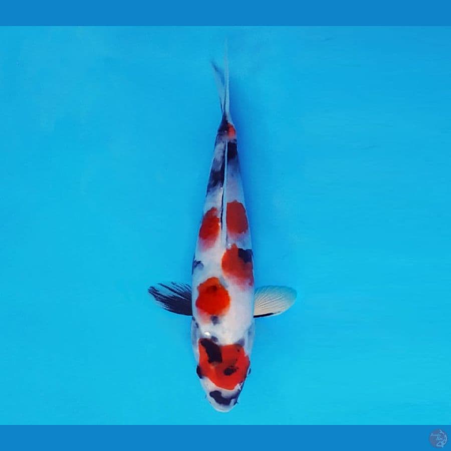 SATAN 11 ~ Showa Evolution 18 cm/fm ™