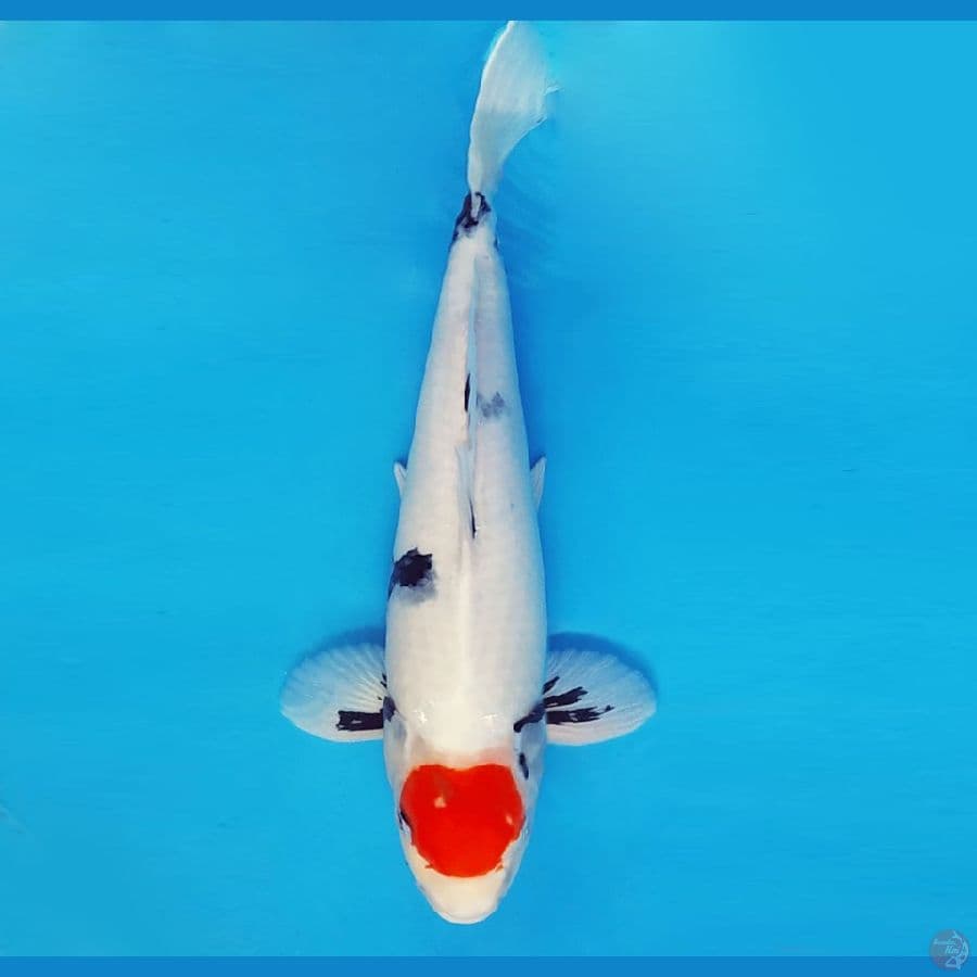 SATAN 13 ~ Tancho Showa Evo 40 cm/male ™