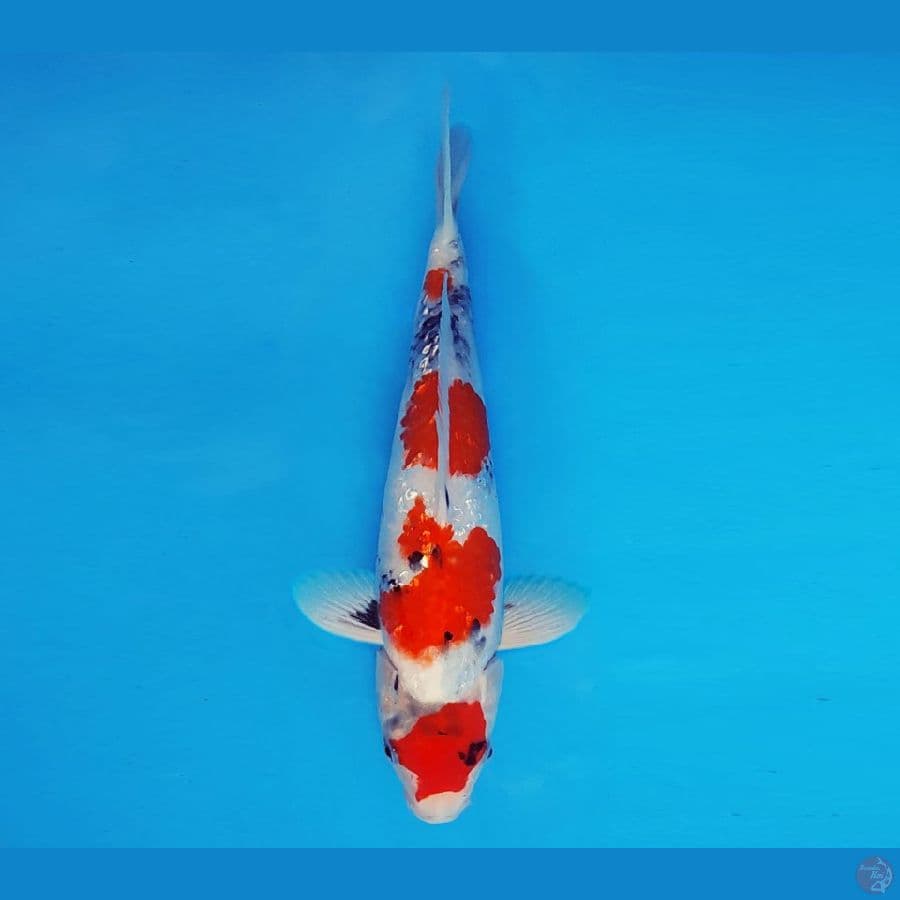 SATAN 15 ~ Showa Evolution 27 cm/male ™
