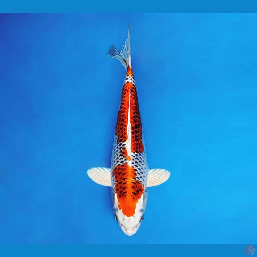 SATAN 10 ~ Kujaku 33 cm/male ™