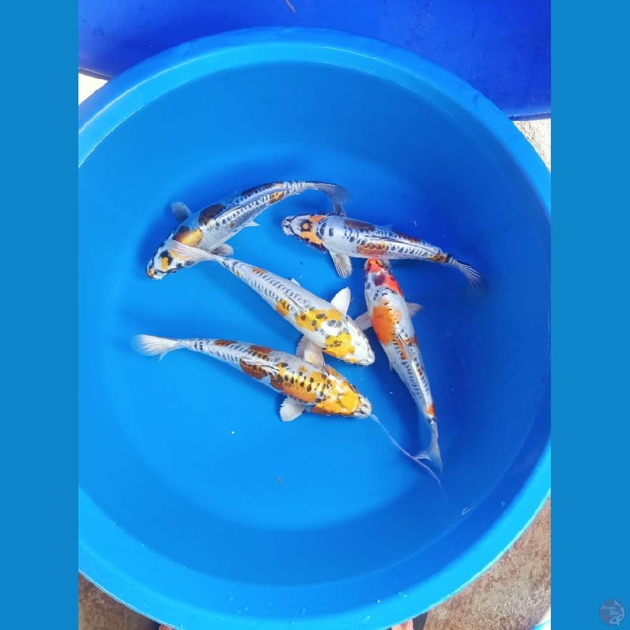 paket 5 ekor 27-30 kiko