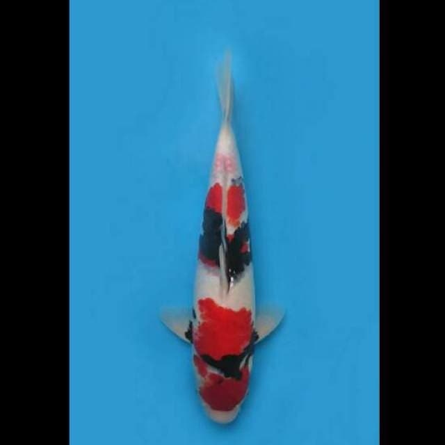 44cm Male - F1 Red Showa Jumbo