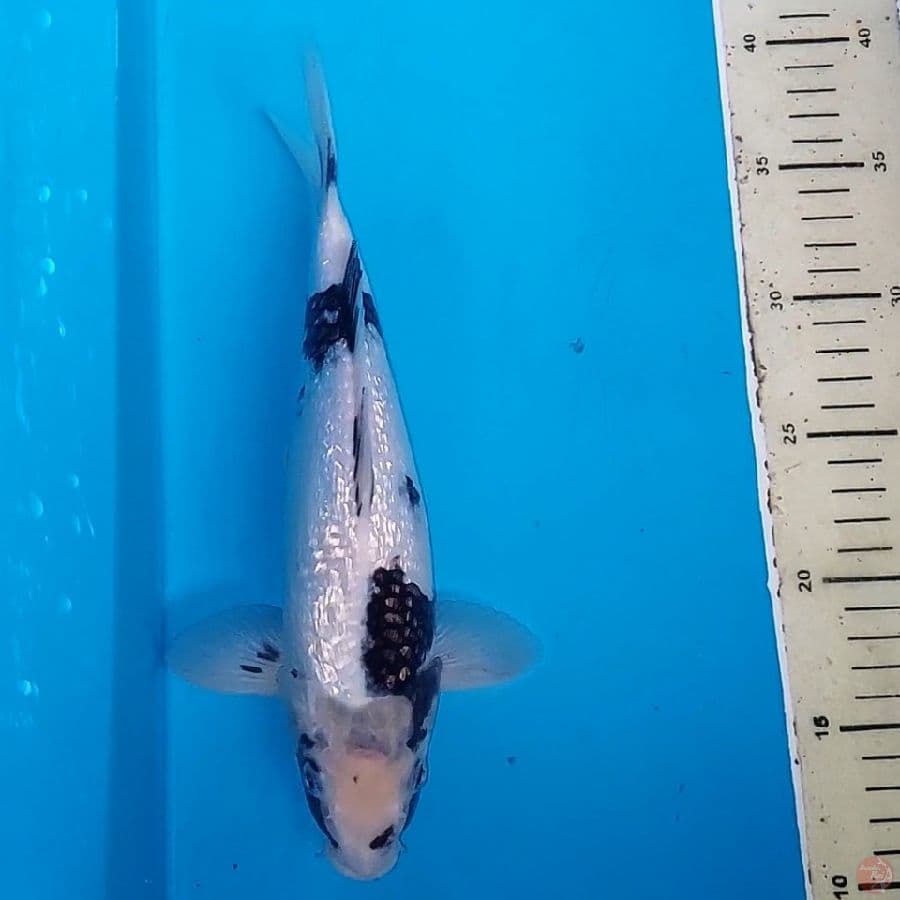 SHIRO FULL GINDRIN TATEGOI 28 CM