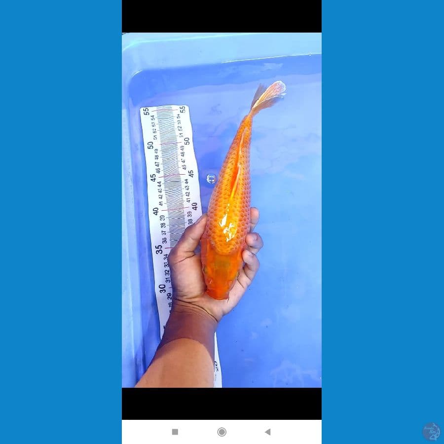 corn 27cm punuk