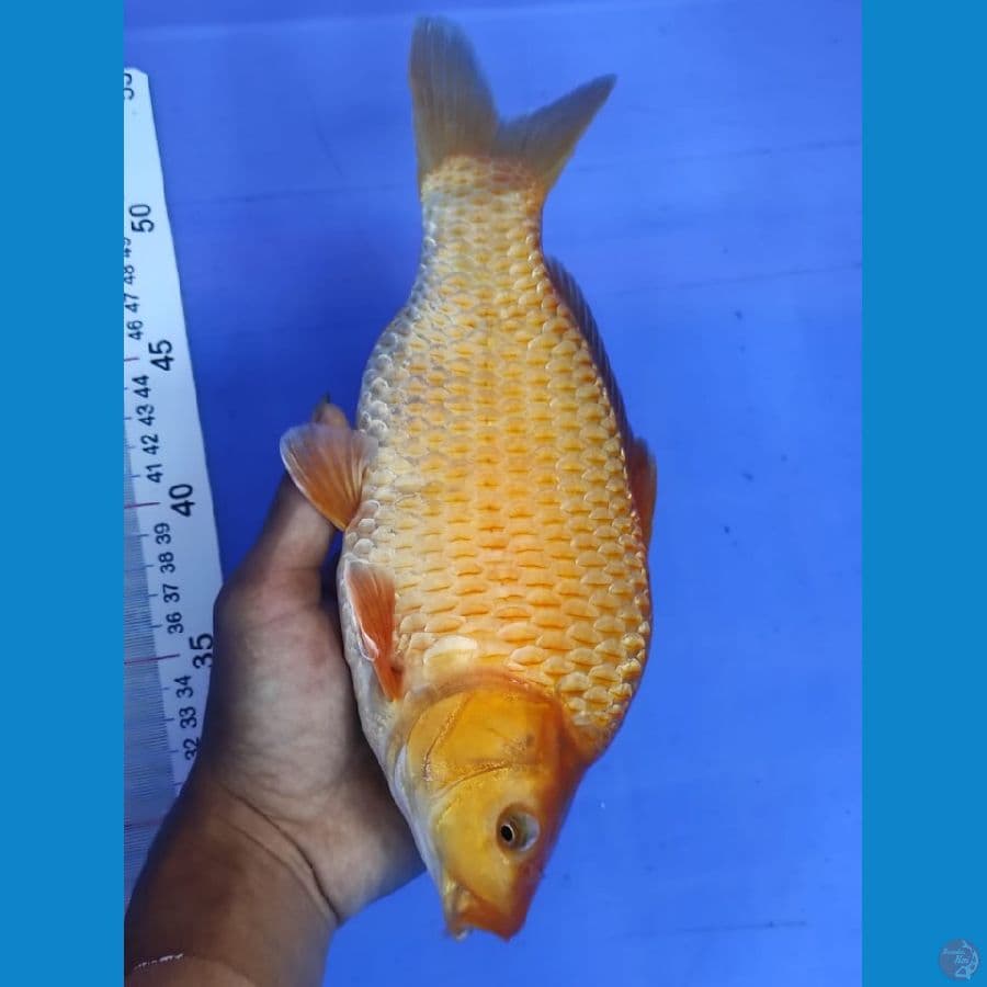 corn 27cm punuk