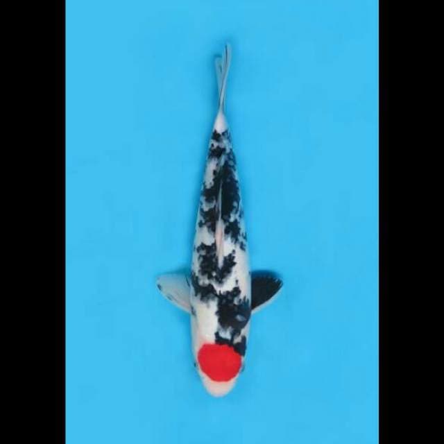 32cm Female - Red Tancho Sanke Ori