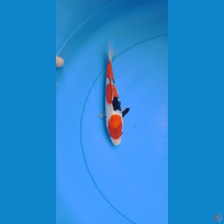 showa tategoi 20 cm