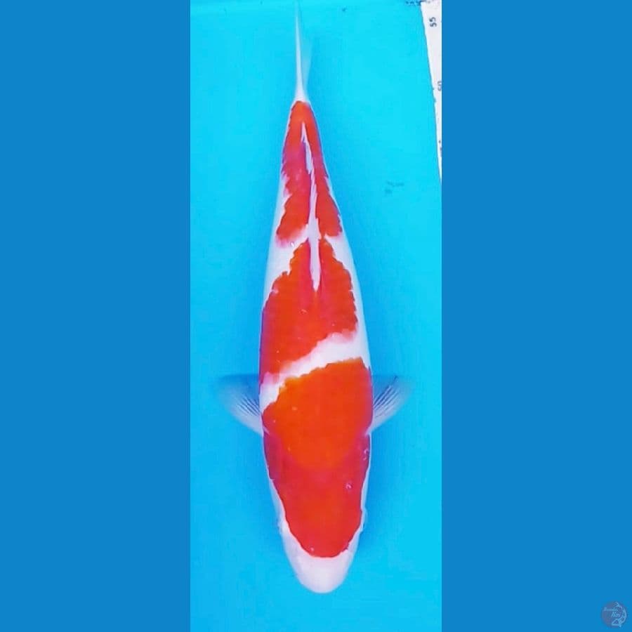 Kohaku Original 35 CM