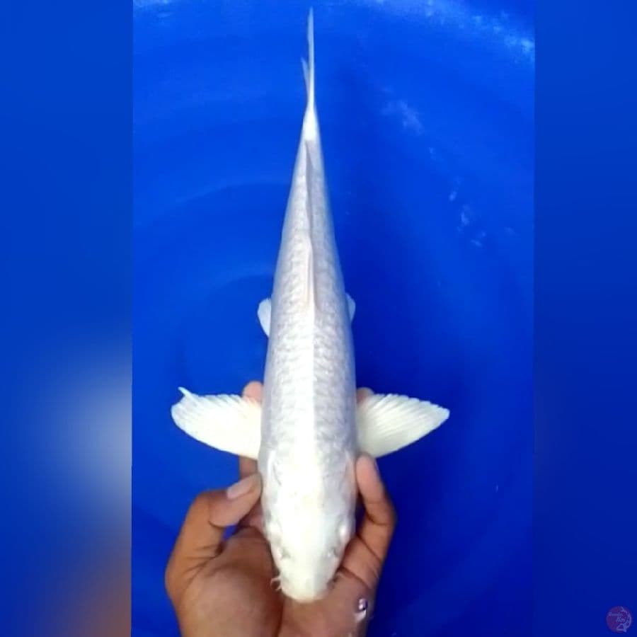 PLATINUM JANTAN 40CM