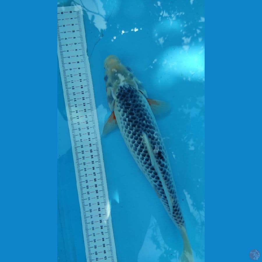 asagi 35cm
