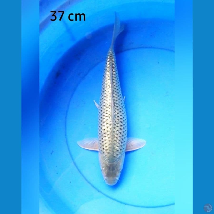 Soragoi ginrin 37 cm
