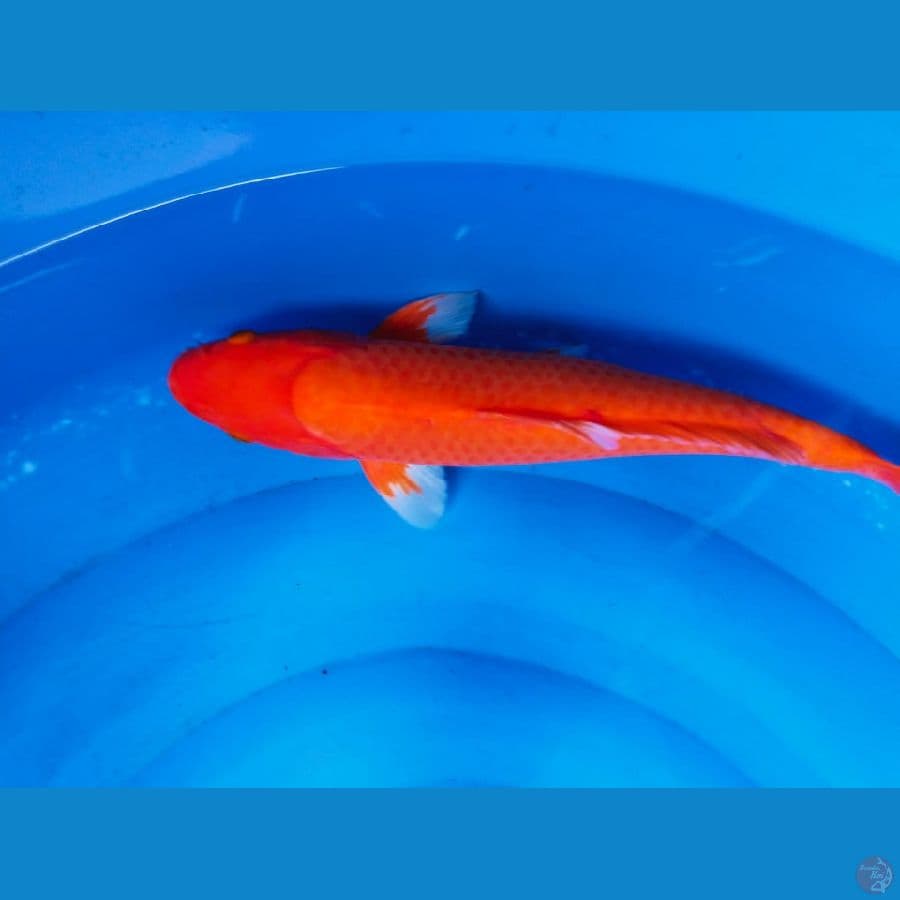 red karasi 42cm