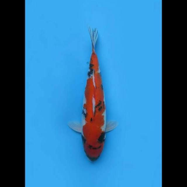 40cm Female - Jumbo Hi Showa F1
