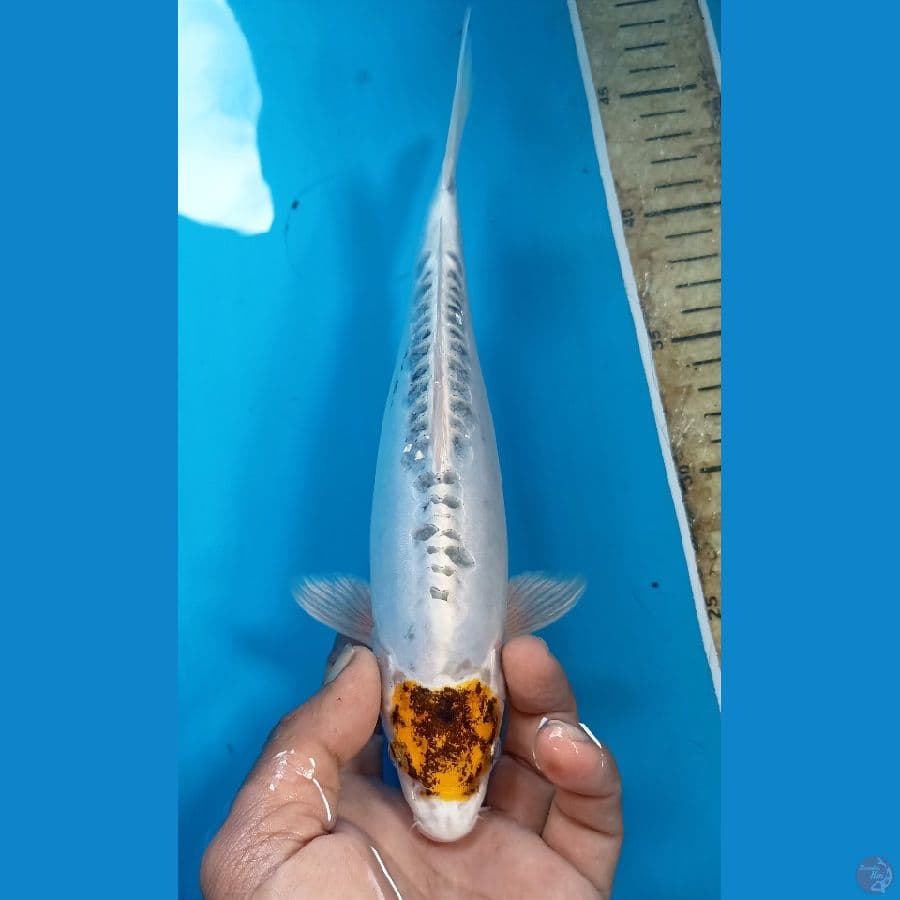 Tc kiko 25cm
